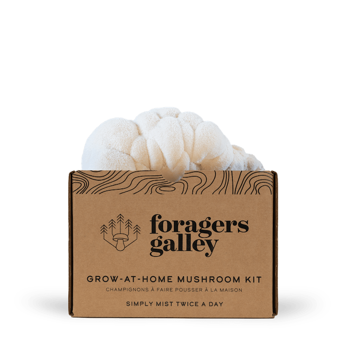 Lion's Mane - Modern Hustle Marketplace