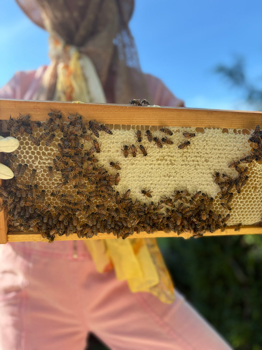 MUSHROOM AND HONEY FACE MASK - Modern Hustle Marketplace