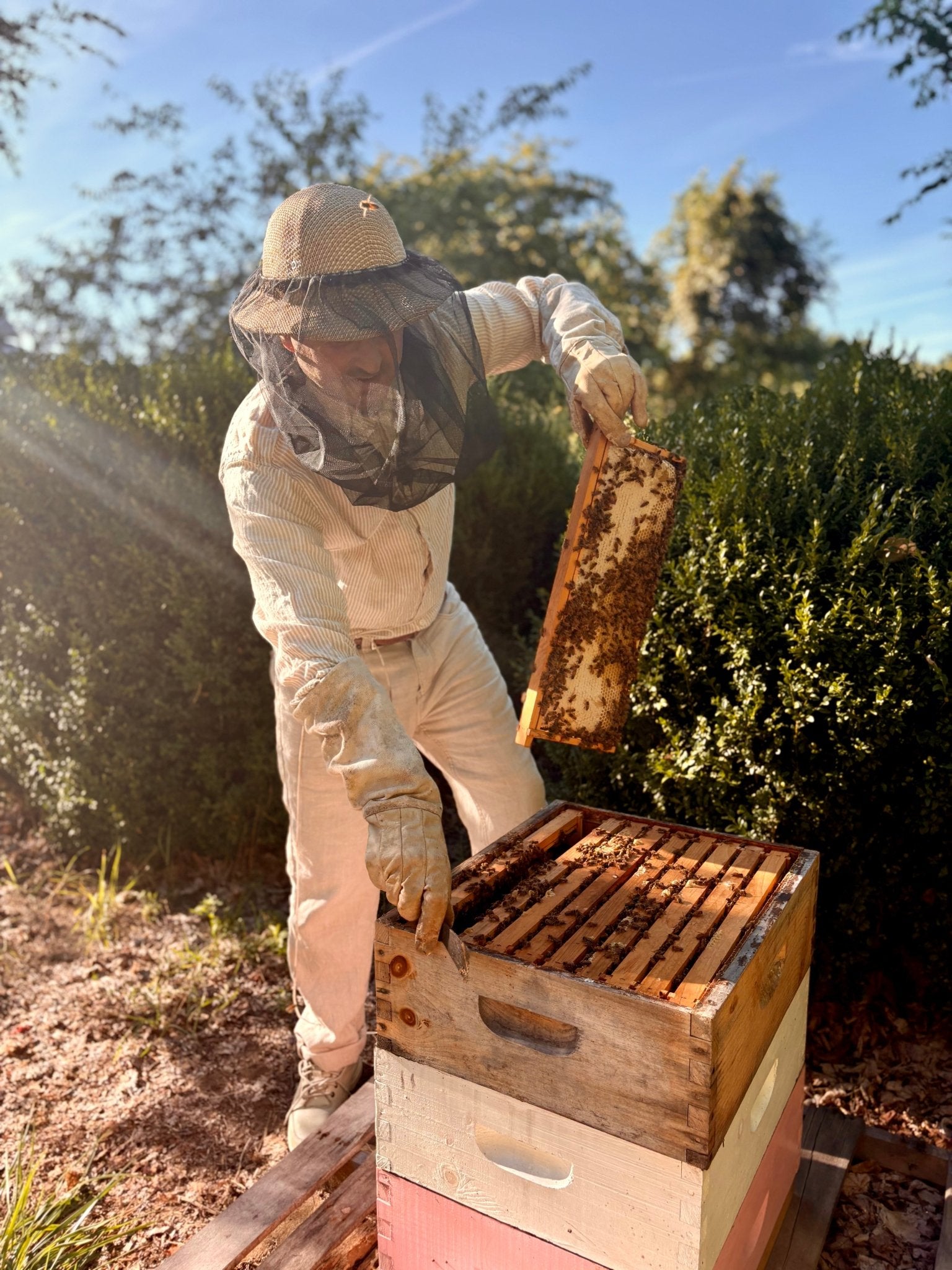 MUSHROOM AND HONEY FACE MASK - Modern Hustle Marketplace