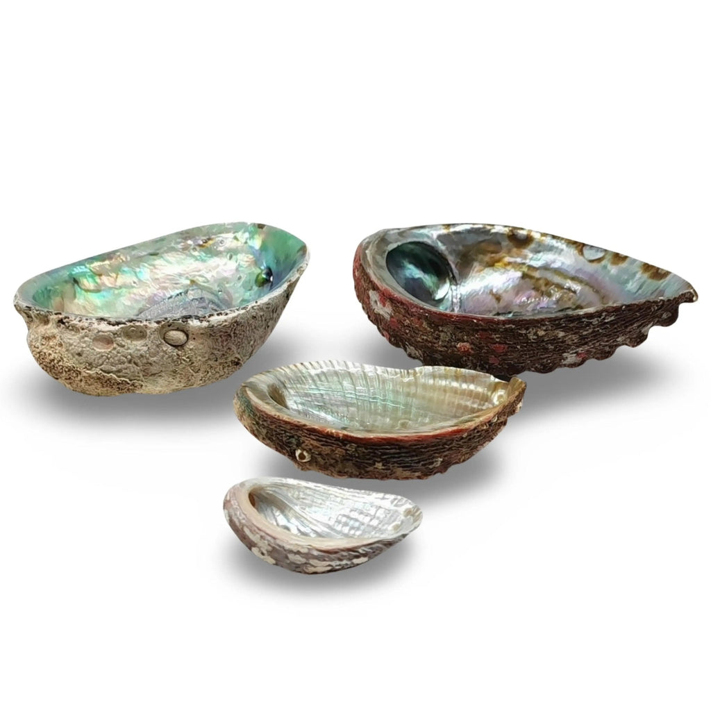 Smudging - Abalone Shell - Modern Hustle Marketplace