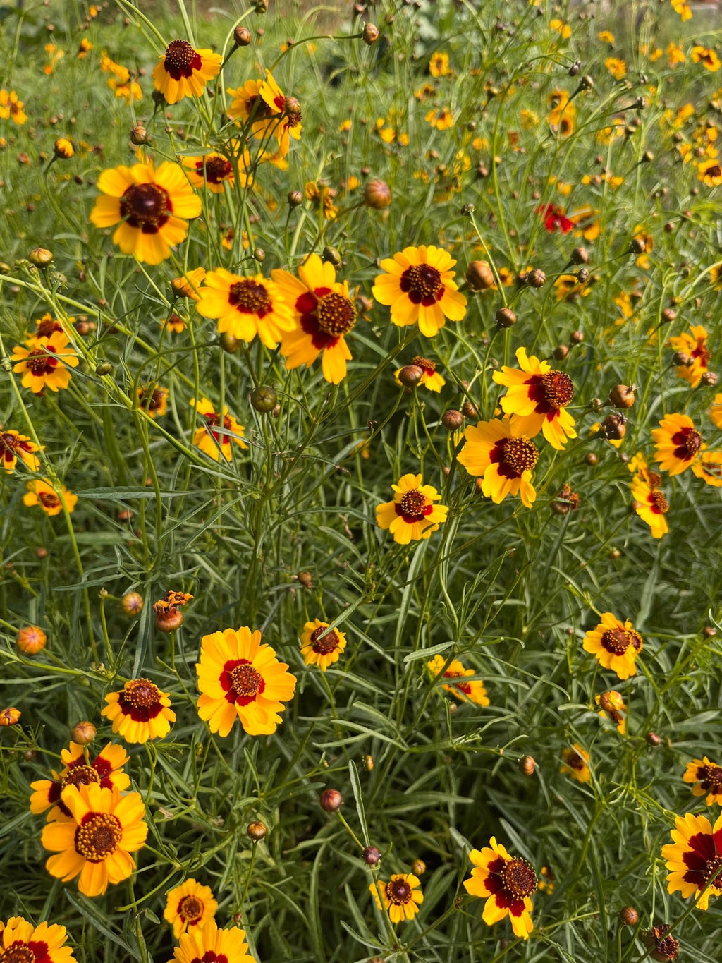 SNOW CHRYSANTHEMUM TEA - Modern Hustle Marketplace