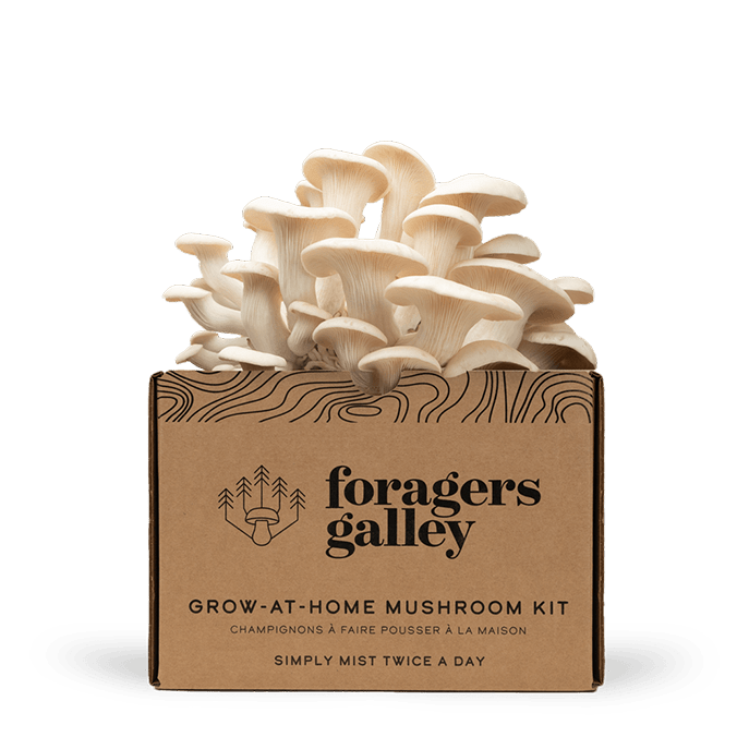 Snow Oyster - Modern Hustle Marketplace