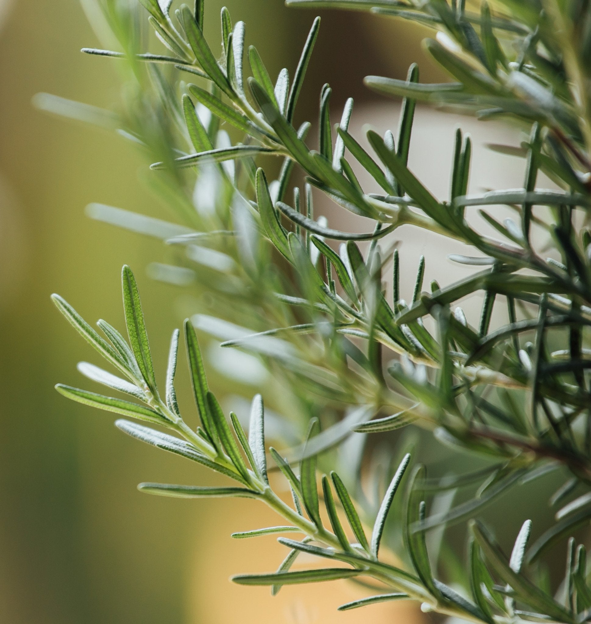 Tallow Balm Stacks - Modern Hustle Marketplace