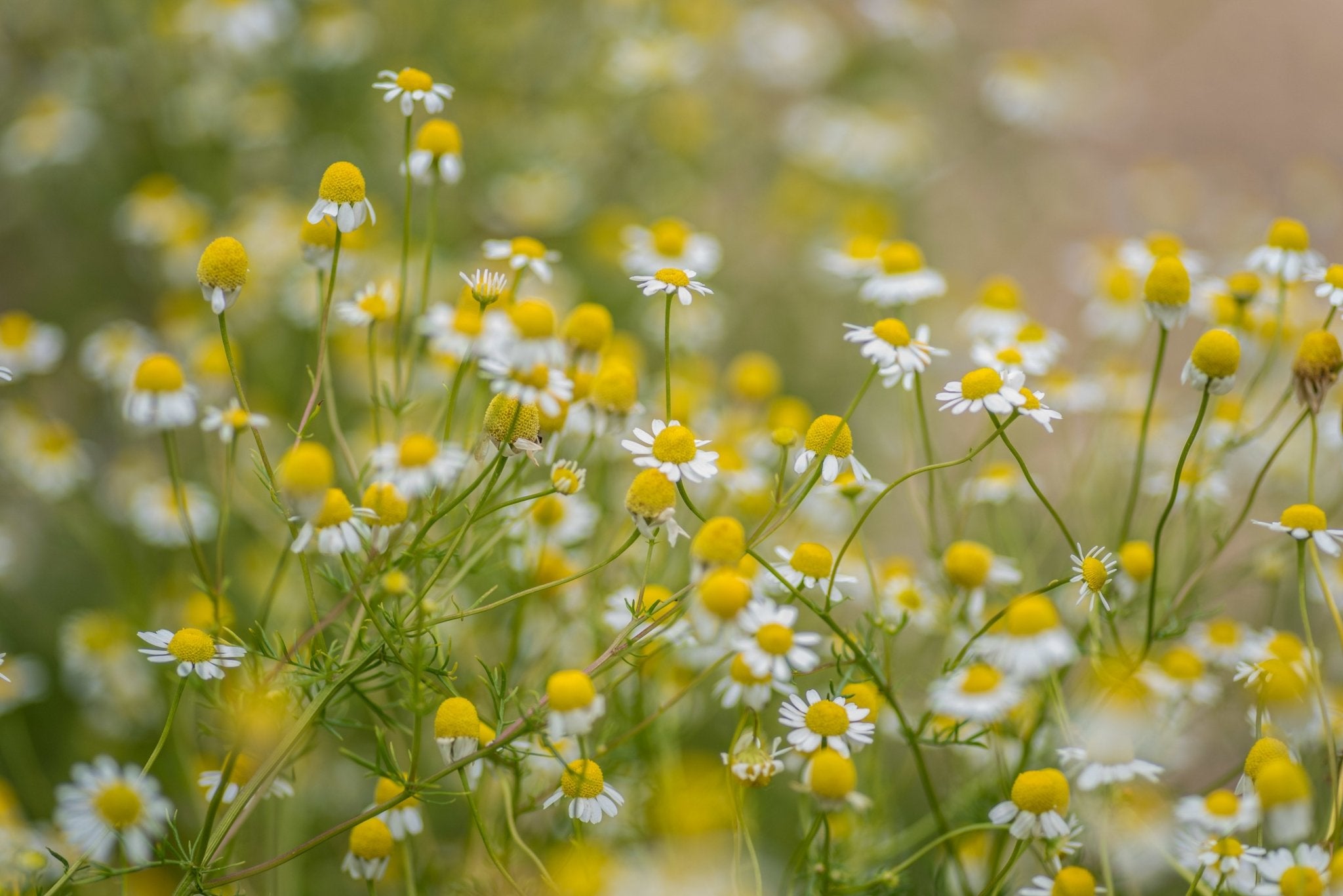 Tallow Balm Stacks - Modern Hustle Marketplace