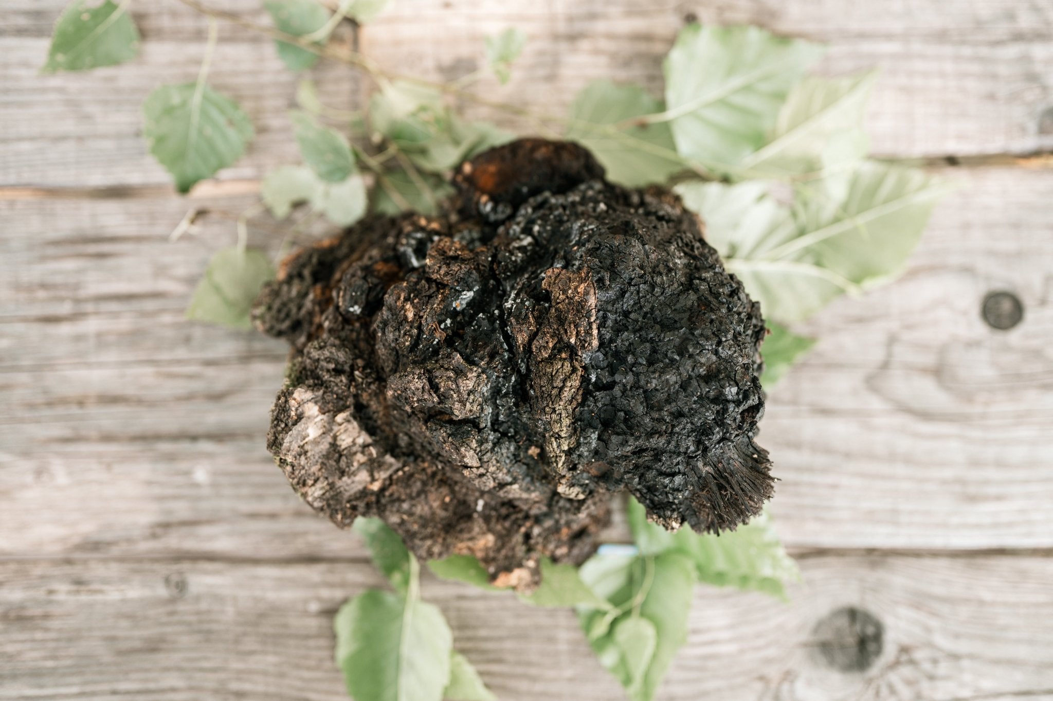 Wild Harvested Chaga Mushroom - Modern Hustle Marketplace