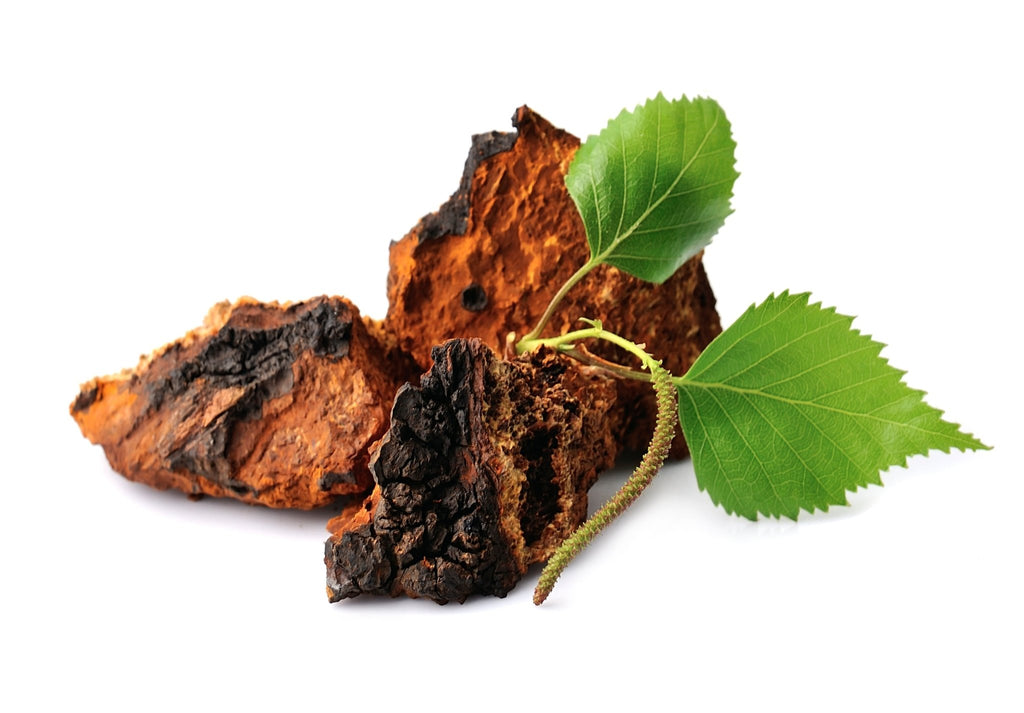 Wild Harvested Chaga Mushroom - Modern Hustle Marketplace
