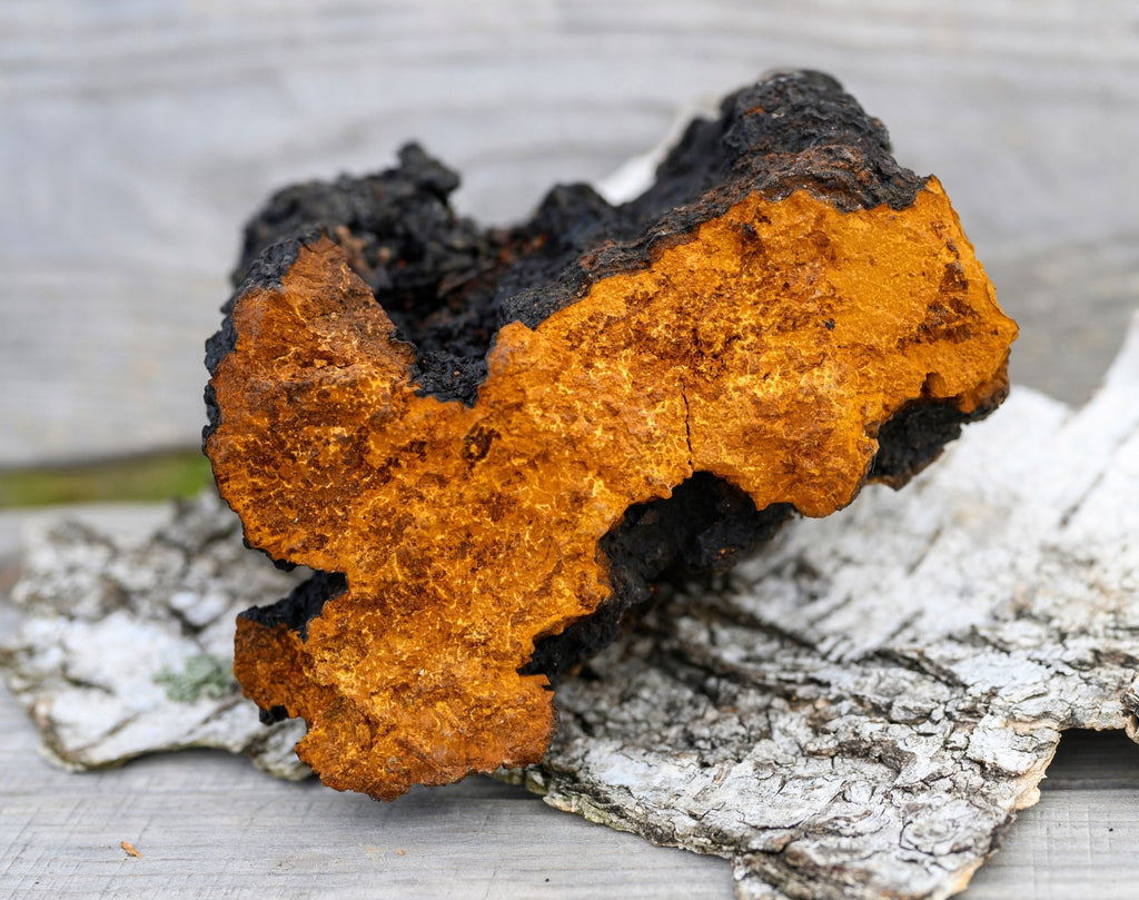 Wild Harvested Chaga Mushroom - Modern Hustle Marketplace