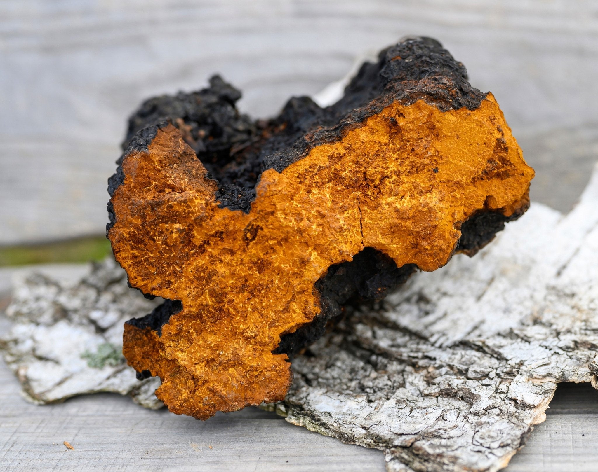 Wild Harvested Chaga Mushroom - Modern Hustle Marketplace